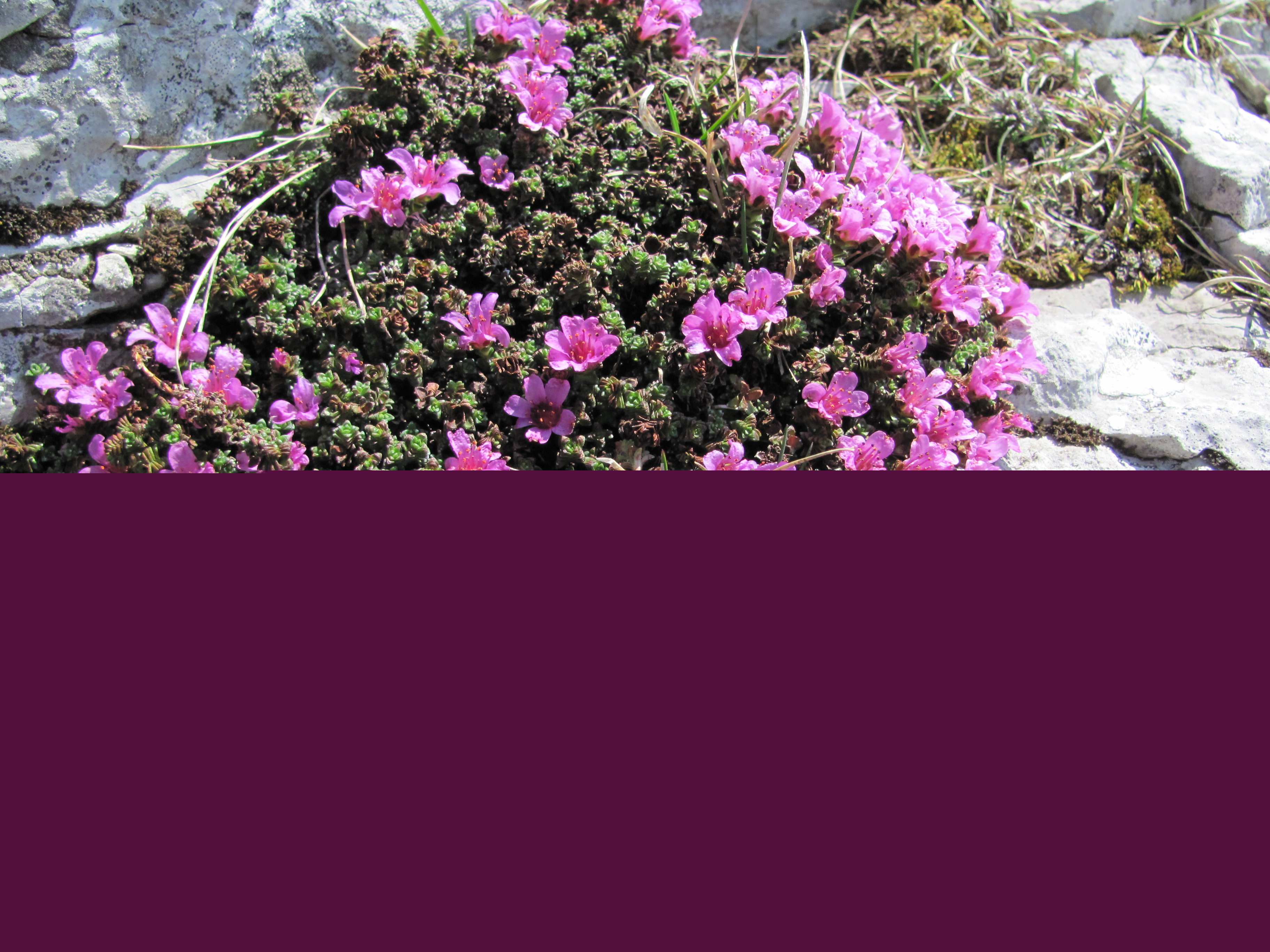 Rhododendrons